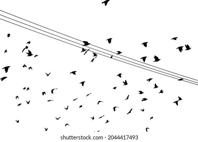 Birds on wires. Vector illustration