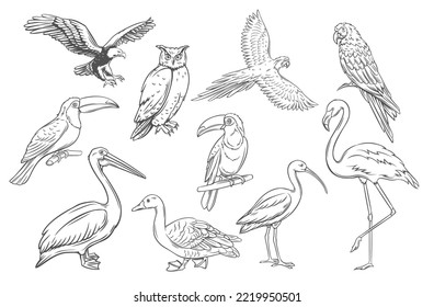 Die Vögel umreißen Symbole setzen Vektorgrafik. Line handgezeichnet Artensammlung Ornithologie, Wildvögel fliegen oder sitzen auf Baum Zweig, Eul Papagel Flamingo Ente Pelican ibis Adle Toucan