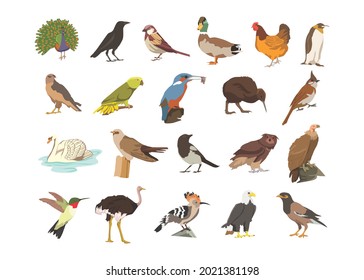 Birds, pakshi - Pigeon, peacock, crow, sparrow, duck, hen, penguin, hawk, black and white, gray scale, kid book, children