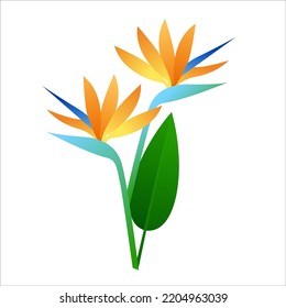 birds of paradise flower vector illustration clipart