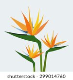 Birds of paradise flowers