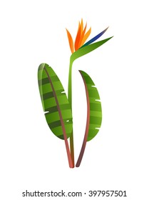 Birds of paradise flowers on white background. Strelitzia flower. Tropical flower.