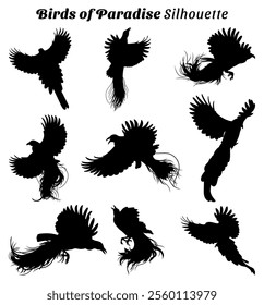 Birds of Paradise silhouette vector illustration set