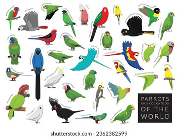 Aves loros y Cockatoos del personaje vectores de dibujos animados del mundo