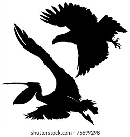 birds (pelicans kite)
