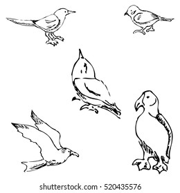 Birds. Pencil sketch by hand
