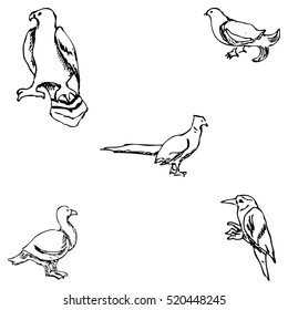 Birds. Pencil sketch by hand
