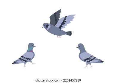 Birds pigeon and dove vector illustration. Flying pigeon.