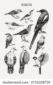 Póster de pájaros - Ilustración vectorial dibujada a mano. Pájaros cantores del patio trasero - urraca, paloma, gorrión, grandes bocetos de teta. Diseño de impresión de fauna. NO se ha generado IA