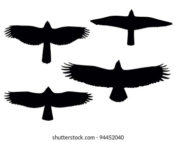 Birds of pray silhouettes. Vector eps8