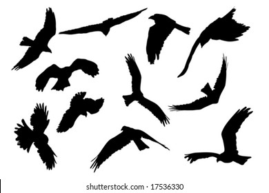 birds of prey aloft, vector collection