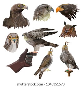 Birds Of Prey And Falconry. Set Of Vector Illustration Isolated On White Background.