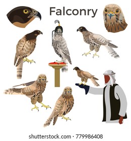 Aves de rapina e falcoaria. Conjunto de ilustração vetorial isolado em fundo branco.