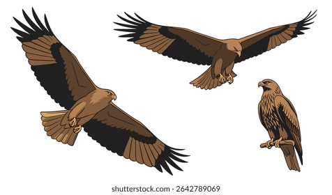 Birds of Prey The Majestic Dance of Eagles High in the Sky Nature