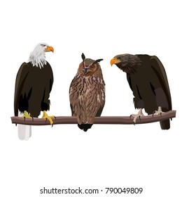 Birds of prey set - bald eagle, eagle-owl and golden eagle . Vector illustration isolated on white background.