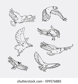 Birds of prey set. Bird engraved style emblem. Hand drawn style. Linocut, stencil vector art. Black and white, minimal.