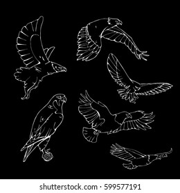 Birds of prey set. Bird engraved style emblem. Hand drawn style. Linocut, stencil vector art. Black and white, minimal.