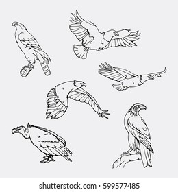 Birds of prey set. Bird engraved style emblem. Hand drawn style. Linocut, stencil vector art. Black and white, minimal.