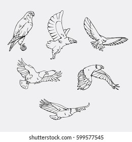 Birds of prey set. Bird engraved style emblem. Hand drawn style. Linocut, stencil vector art. Black and white, minimal.