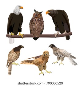 Birds Of Prey. Set Of Vector Illustration Isolated On White Background.