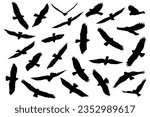 Birds of prey silhouette. Eagle silhouettes collection. Eagle, falcon and hawk black silhouettes. Flying and hunting birds of prey. 