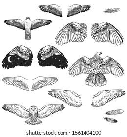 Birds of prey and their wings. Vector hand drawn elements