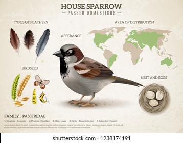 Birds scheme composition with realistic image of sparrow and images of feathers seeds and world map vector illustration