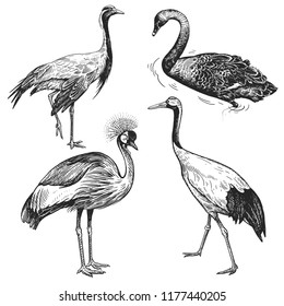 Birds set. Crane, Japanese crane, Crowned crane, Black Swan. Hand drawing of bird from wild. Black figure on white background. Vector illustration. Vintage engraving style. Realistic isolated figure. 