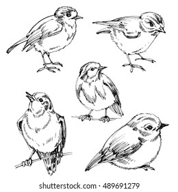 Birds set. Hand drawn cute birds, black outlines for coloring