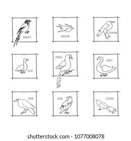 Birds set. Hand drawn vector design. Isolated on the background.