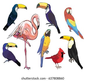 conjunto de aves, ilustración, vector