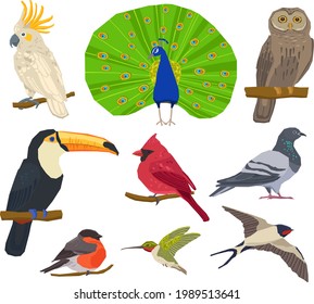 birds set illustrations eps 10