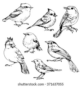 birds set ink drawn illustration