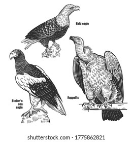 Birds set. Predatory birds. Bald eagle, Steller's sea eagle and Ruppell's. Black sketch of animal on a white background. Vintage engraving. Vector illustration. Isolated images. Wildlife. Nature