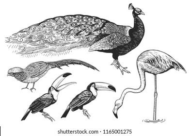 Birds set. Realistic isolated figure of peacocks, toucan, flamingos, pheasant. Hand drawing of bird from wild. Black figure on white background. Vector illustration. Vintage engraving style. Nature