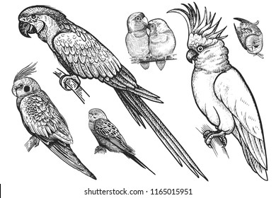 Birds set. Realistic isolated parrots. Hand drawing bird from wild. Black wavy parrots, budgies, Ara, cockatoo, parrots are in love on white background. Vector illustration. Vintage engraving. Nature