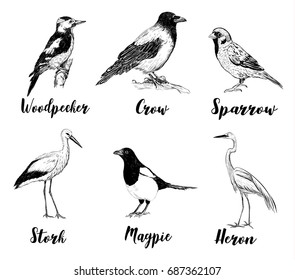 Birds set sketch. Collection of birds. A heron, a sparrow, a stork, a crow, a magpie, a woodpecker. Hand drawing vector illustration for design.