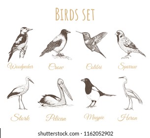 Birds set sketch. Hand drawing vector illustration for design.