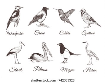 Birds set sketch. Hand drawing vector illustration for design.