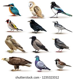 Birds set of twelve isolated images of colourful birds with different species on blank background vector illustration