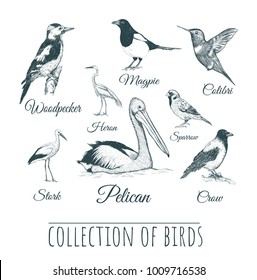 Birds set. Birds vector illustration. Collection of birds.