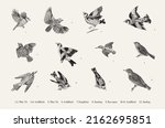 Birds. Set. Vector vintage illustrations. Black and white