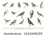 Birds. Set. Vector vintage illustrations. Black and white 