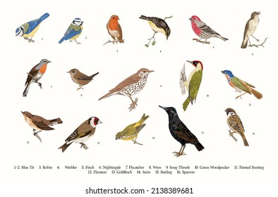 Birds. Set. Vector vintage illustrations. 