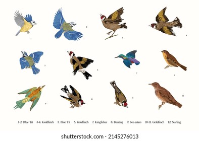 Aves. Establecer. Ilustraciones vectoriales. 