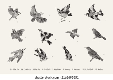 Birds. Set. Vector vintage illustrations. Black and white