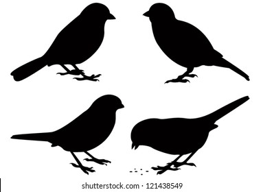 birds silhouette