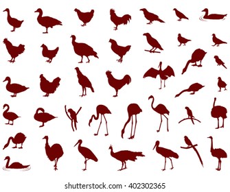 Birds silhouette