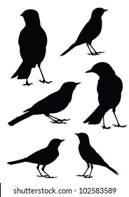 Birds Silhouette - 6 different vector illustrations