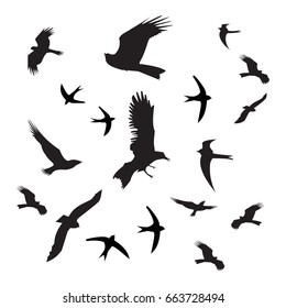 Birds silhouette black on white background. Photo for your design